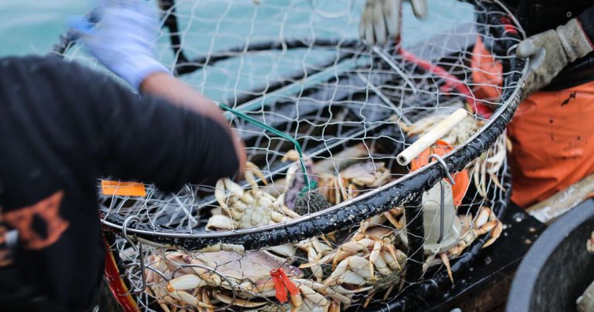 Oregon implements new rules for crab fishers to reduce whale deaths