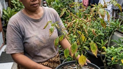 7 Ciri Tanaman Cabai Overdosis Pupuk, Hindari Agar Tidak Gagal Panen
