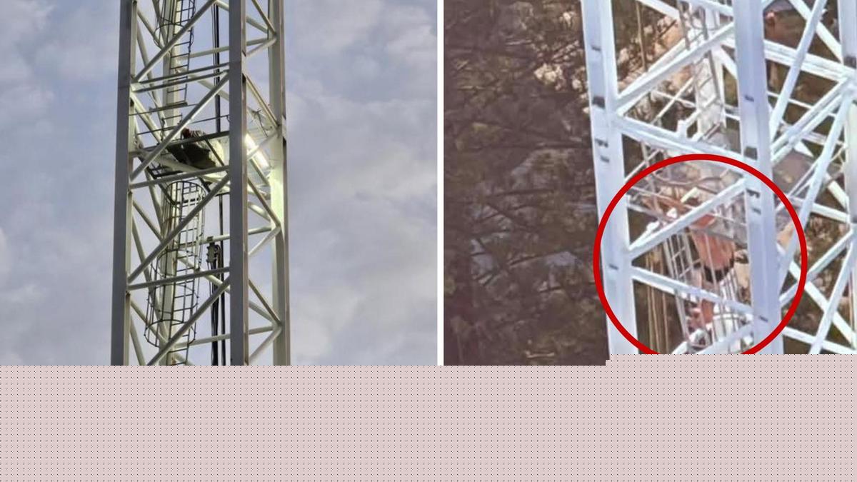 Wild scenes as man in underwear scales crane at Burleigh Heads