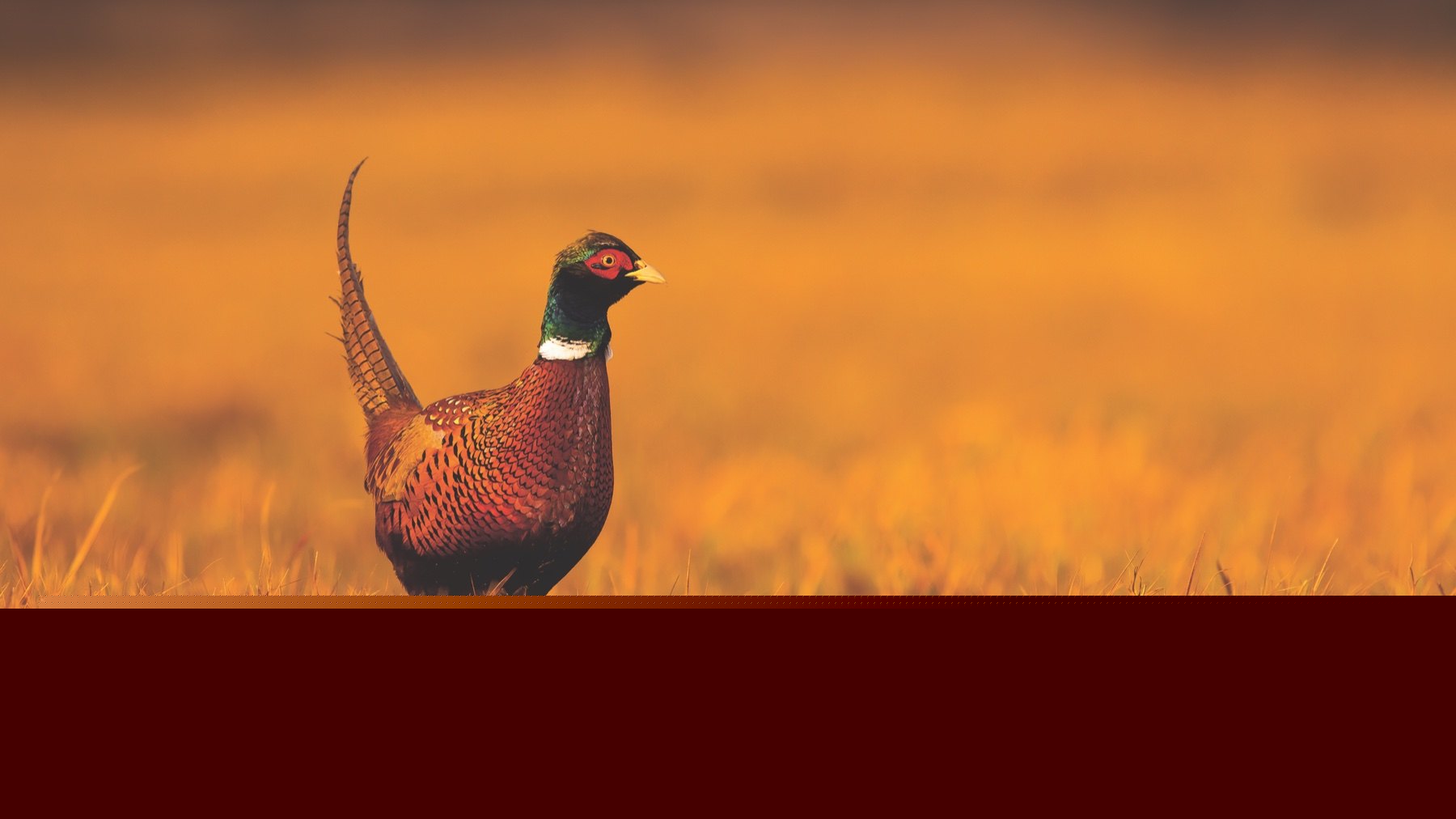 Vets are more than just ‘firefighters’: rearing gamebirds through record heat