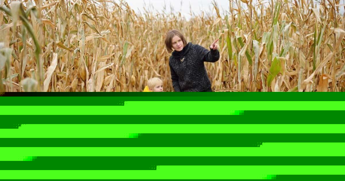 The corn maze craze and why we love getting lost every fall