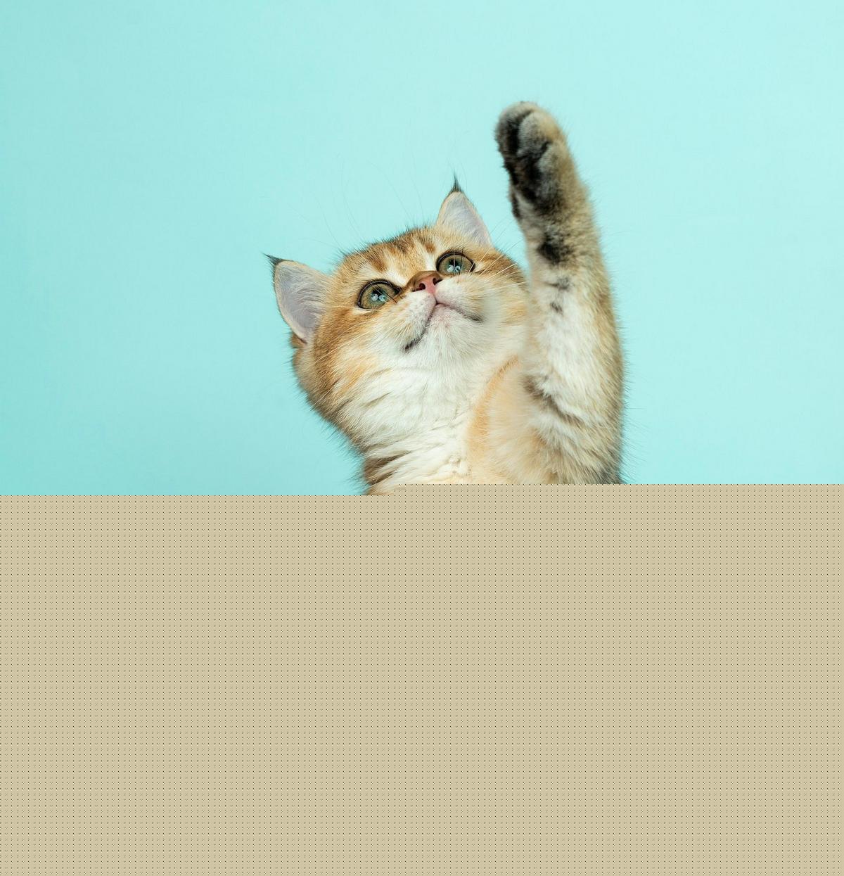 New Louisiana Cat Cafe' Opening This Fall