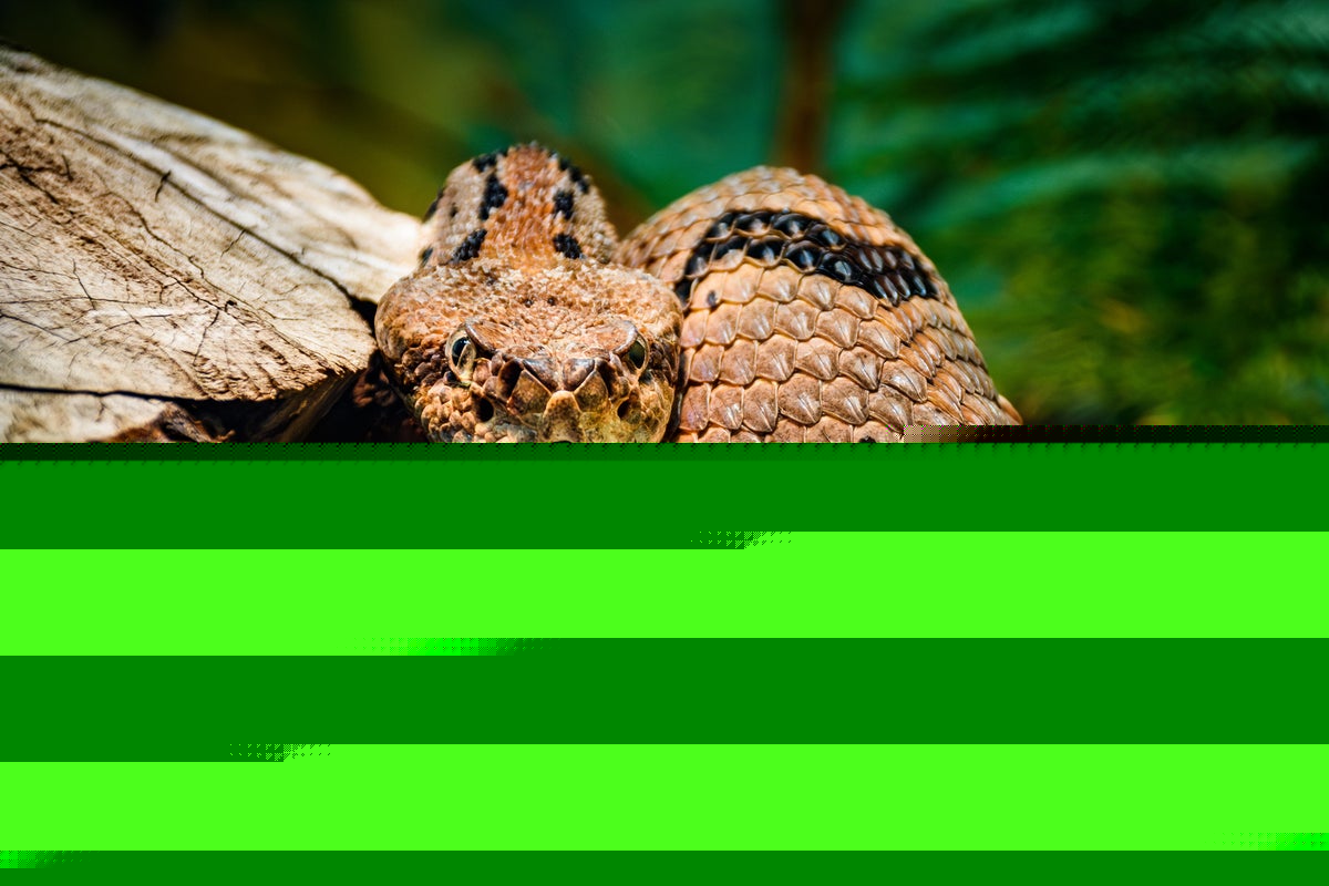 Snake sightings at Georgia school shuts down entire district