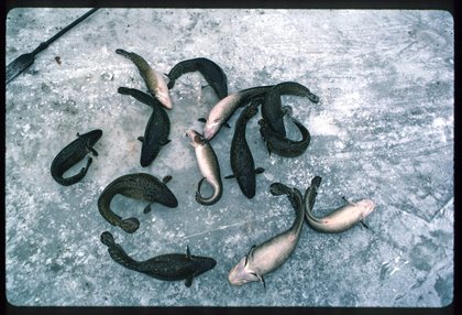 Calling all anglers, are you pulling Michigan’s ugliest fish from the ice?