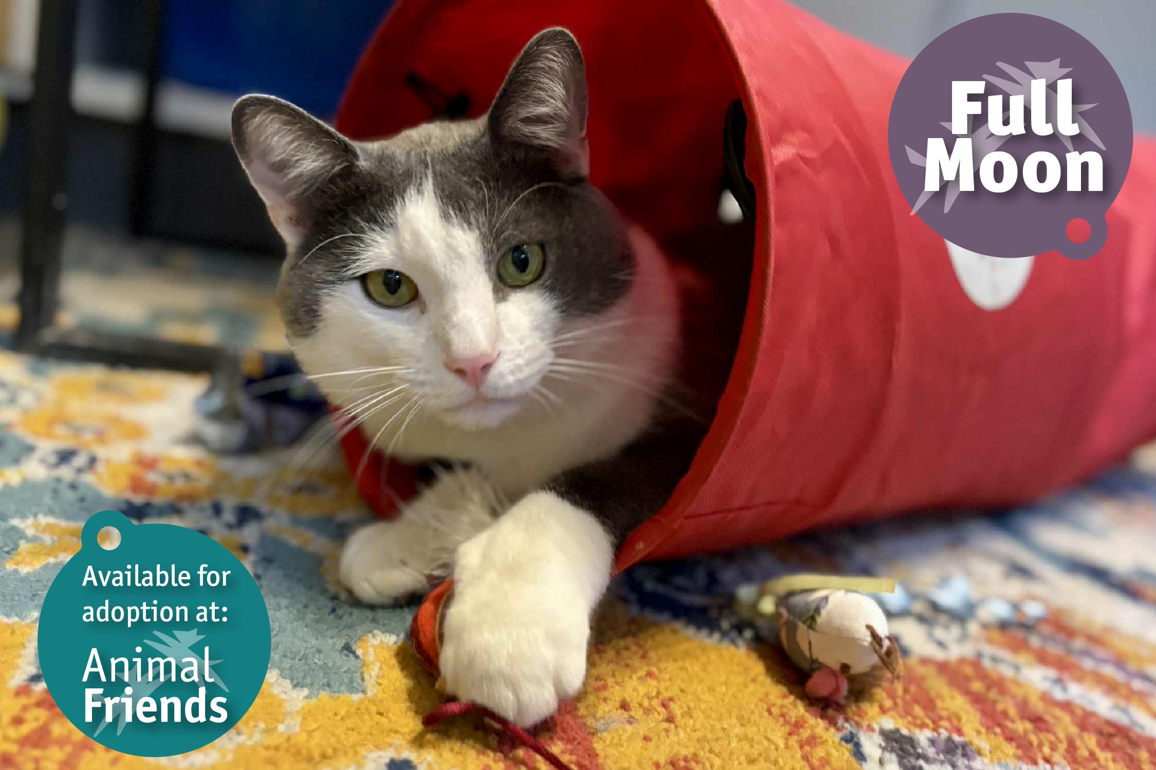 Pittsburgh Pet of the Week: Full Moon, a Domestic Shorthair With a Big Personality
