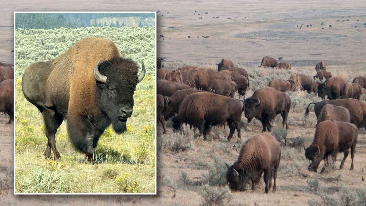 Bison Rancher: Yellowstone Bull With Gigantic Abscess Will Be OK Once It Gushes