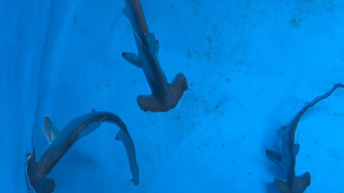 Image of the Week: Hammerhead sharks