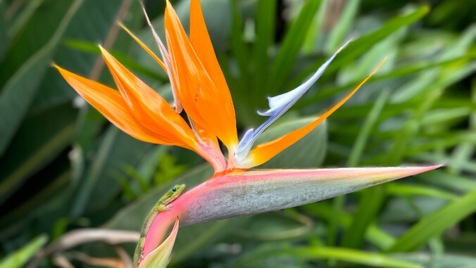 Image of the Week: Bird of Paradise