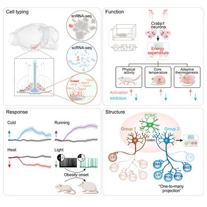 Scientists identify neural basis for energy expenditure in arcuate hypothalamus
