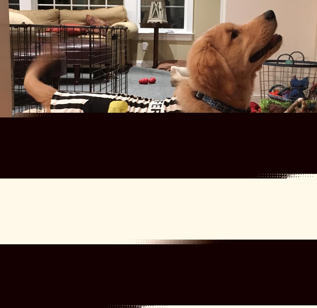 Dogs - A referee