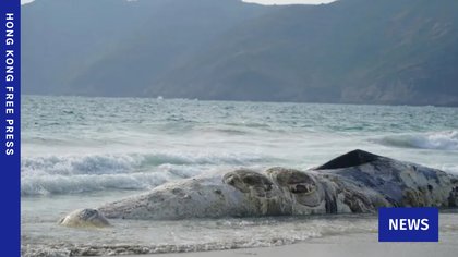 Severely decomposed 11-metre whale carcass to be removed from Sai Kung beauty spot on Friday