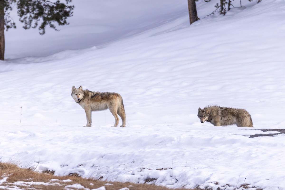 Utah Confirms It Killed 3 Gray Wolves for the First Time in 16 Years