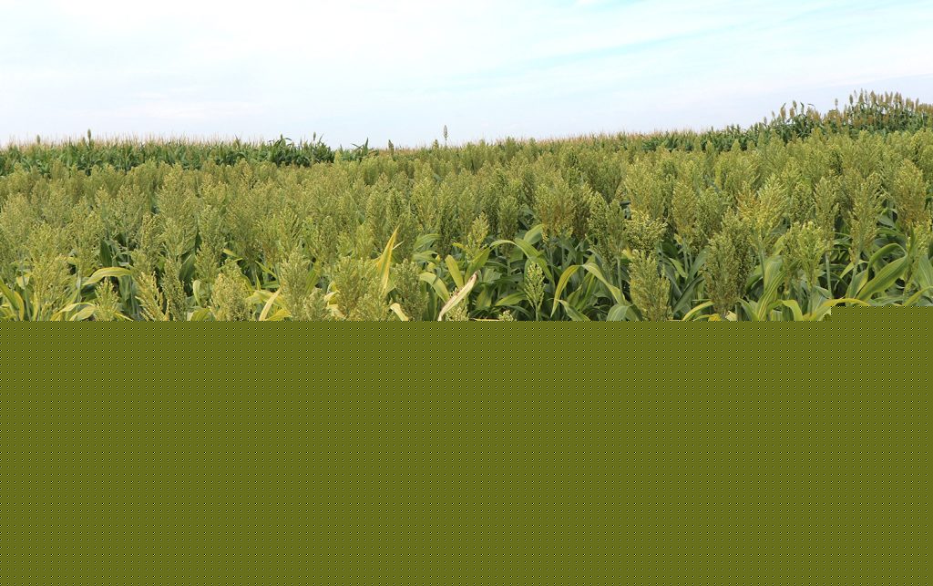 Windrow grazing annual forages to extend the grazing season