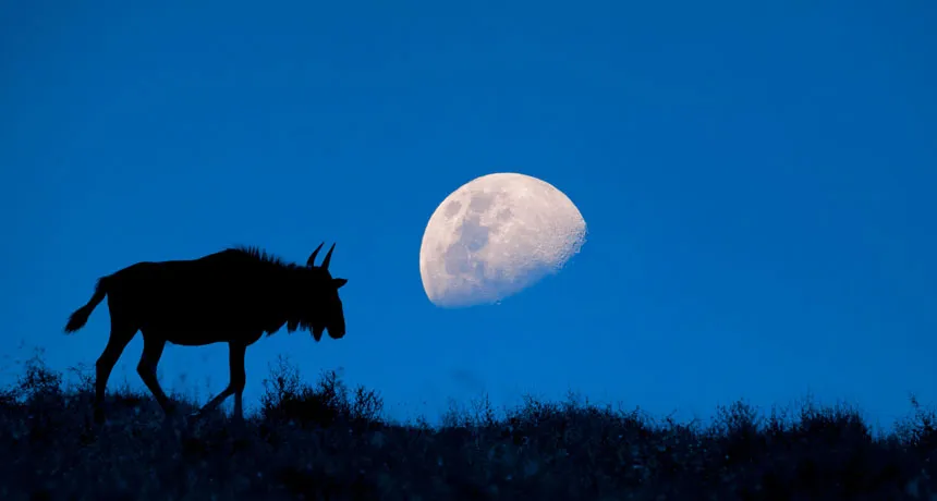 Comment on Moonlight shapes how some animals move, grow and even sing by أهمية ضوء القمر - مقالات شاهد