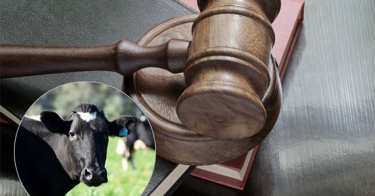 Tragic oversight: farmer dies after being struck in head by a stray cow