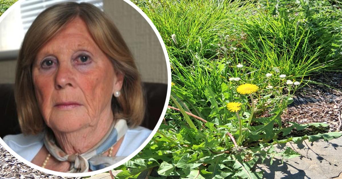 Council accused of ‘environmental neglect’ as giant weeds take hold in planter