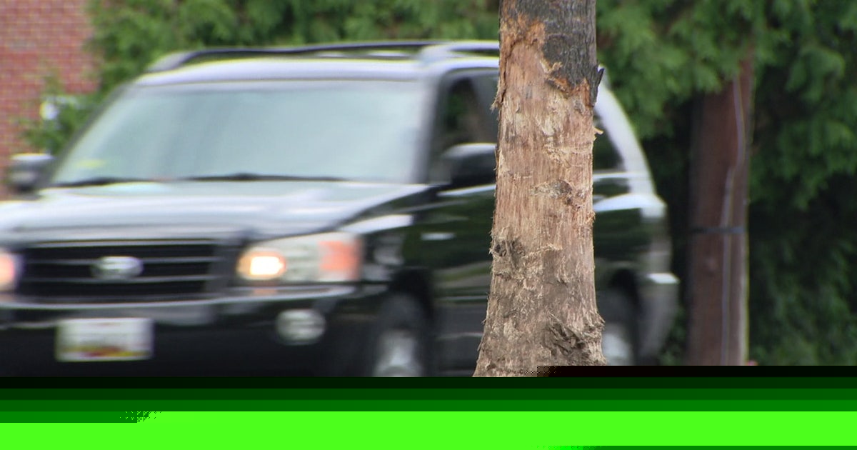 Driver killed after vehicle crashes into tree in Silver Spring