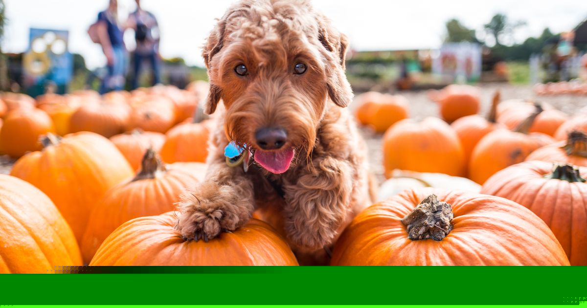 Pumpkin patches, fall and Halloween events in NC