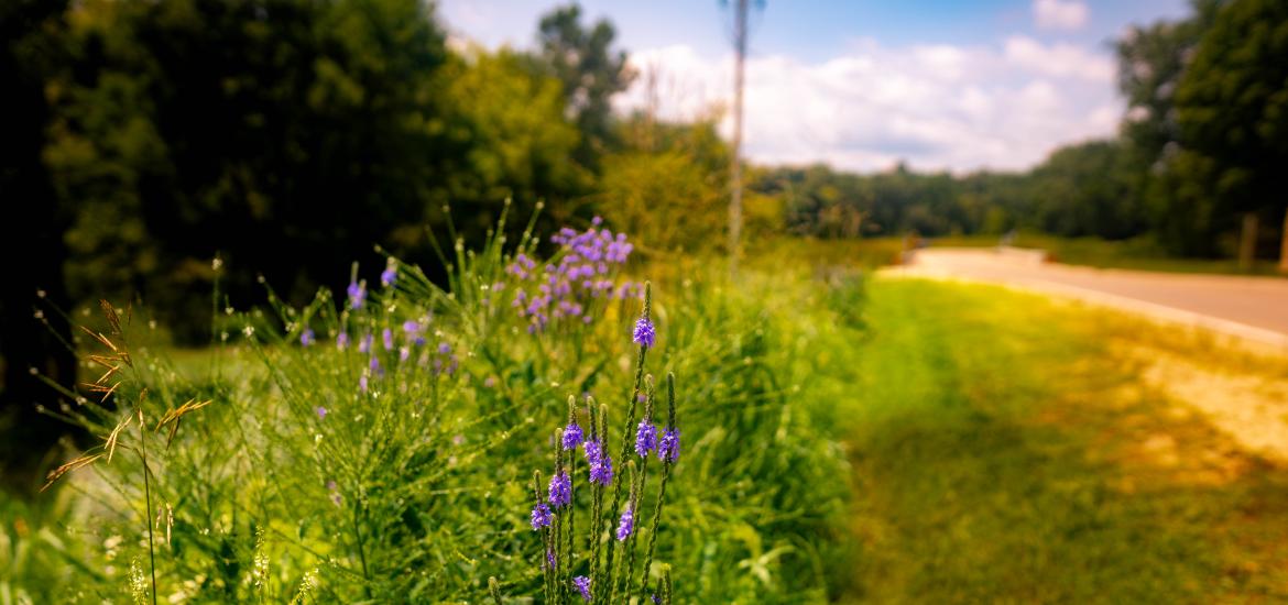 Bringing Iowa’s Original Landscape Back: Jones County’s Quiet Prairie Revival