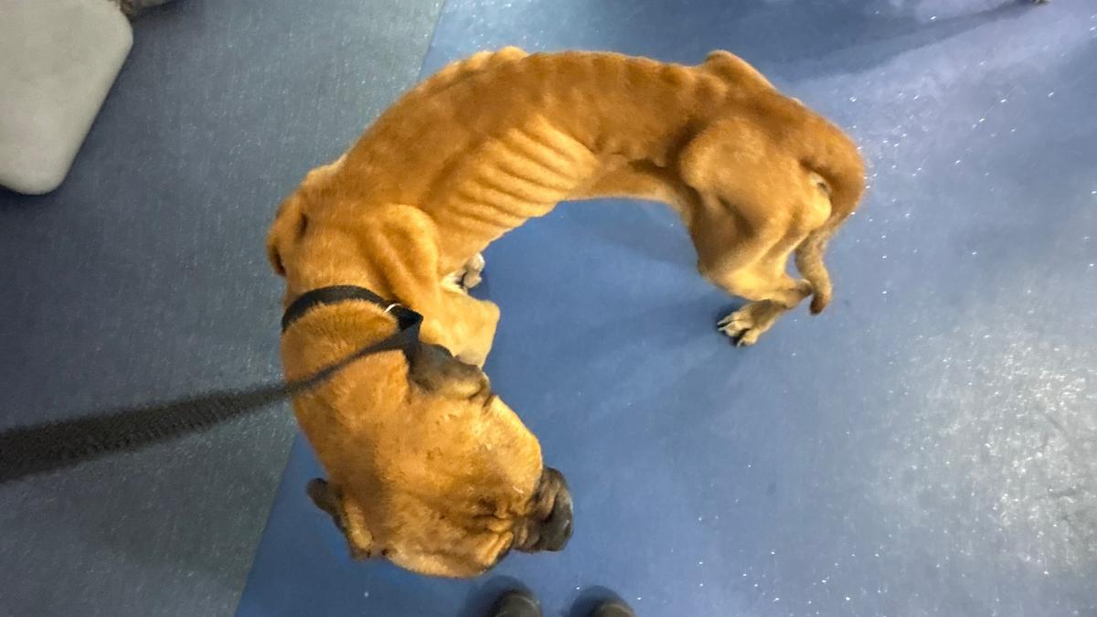 Eden Hill woman fined $13,000 after RSPCA inspectors found multiple animals left to starve
