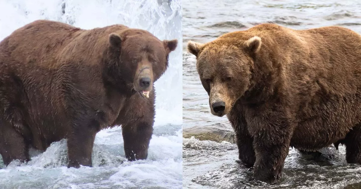 32 Chunk wins Fat Bear Week despite broken jaw and scarred face