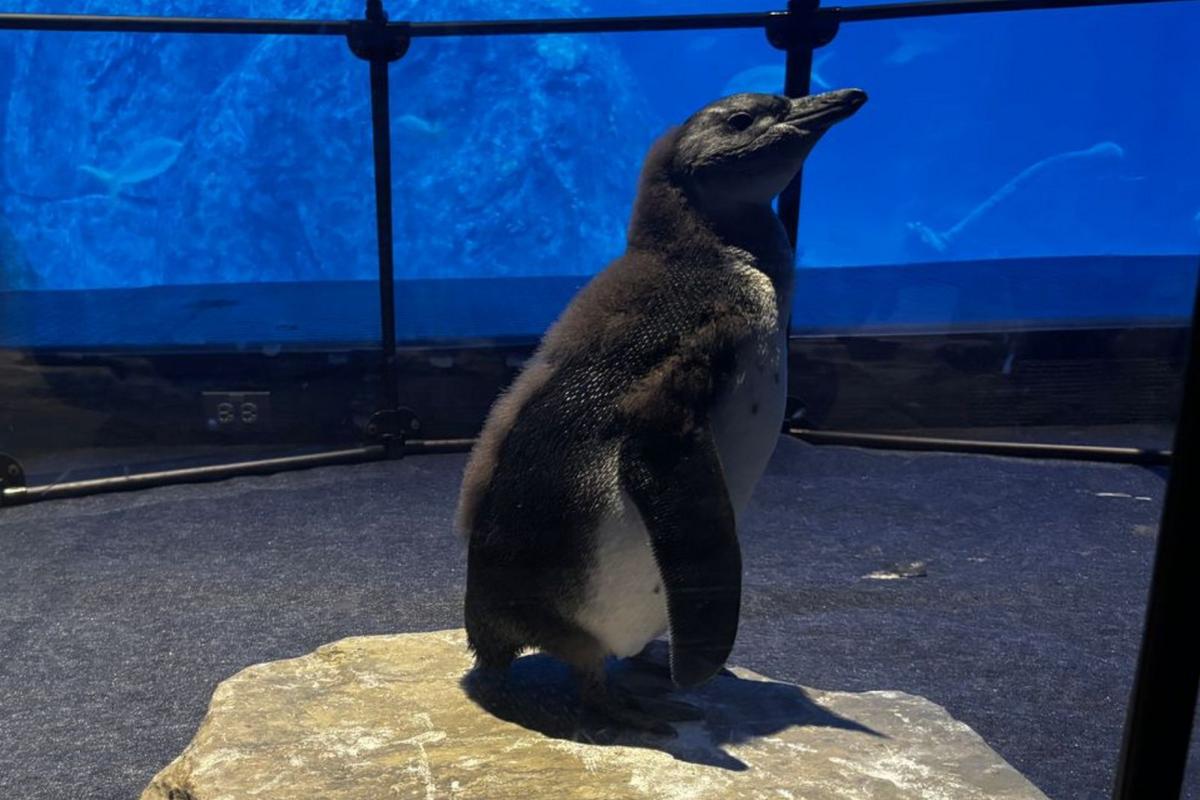 Camden aquarium names rare penguin chick after public voting