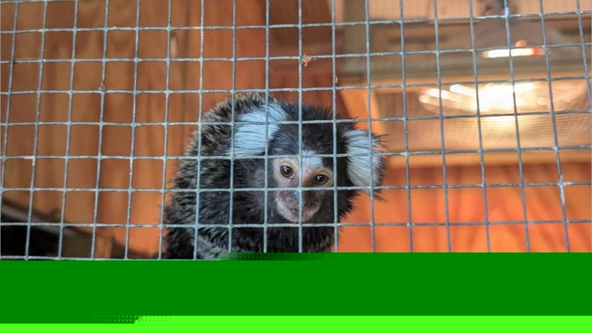 Monkey abandoned in laundry bag on London bus