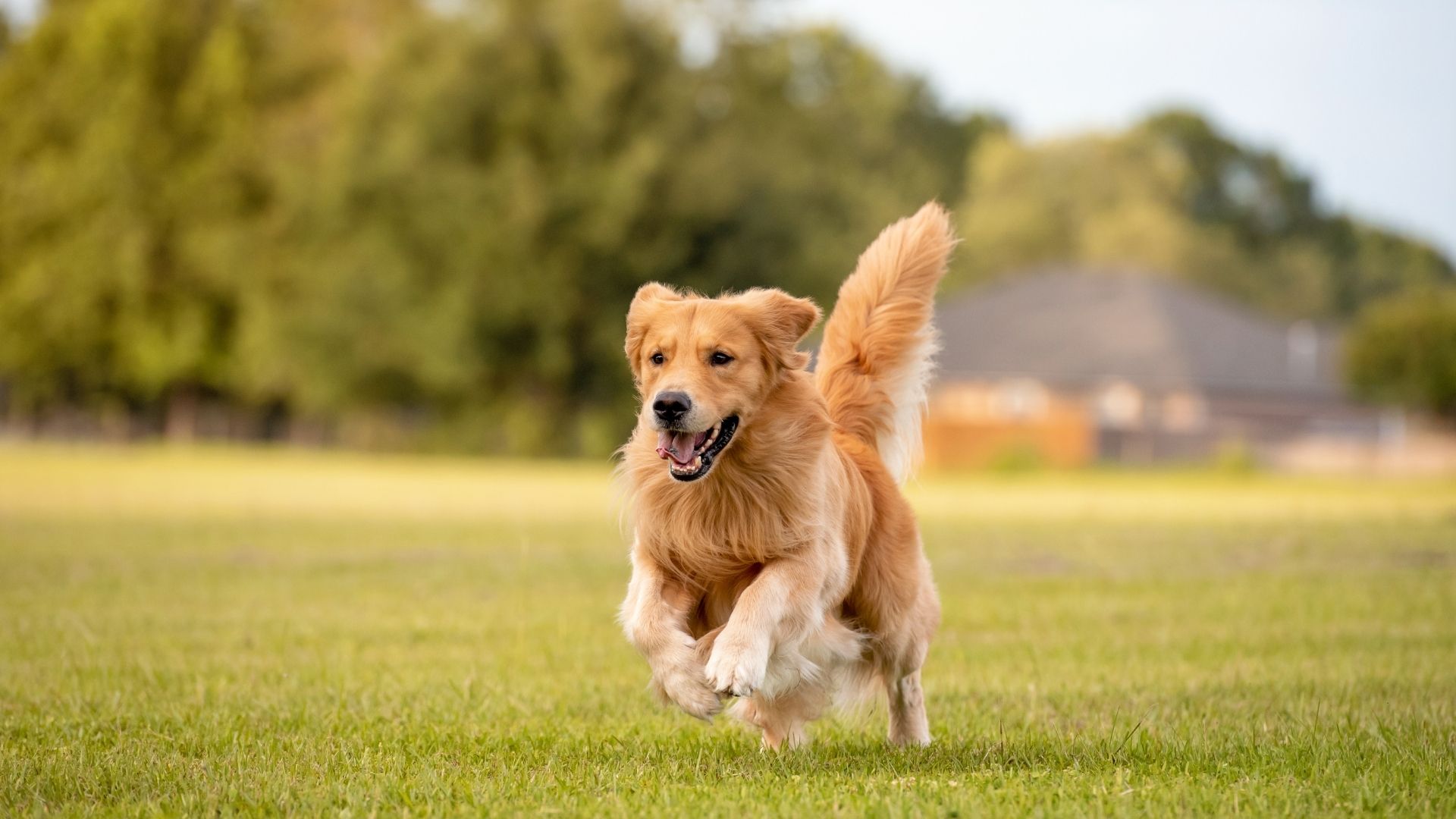 What do the government’s vet prices reforms mean for pet owners?