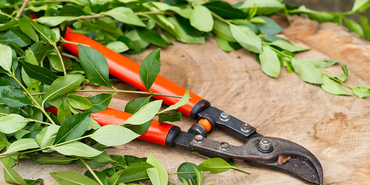 Why You Need to Stop Pruning in August, According to Gardening Pros