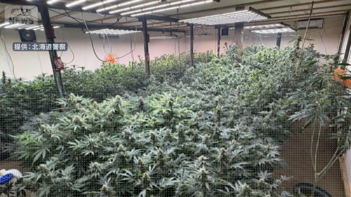 Two men re-arrested over Hokkaido’s largest-ever marijuana haul worth ¥100 million