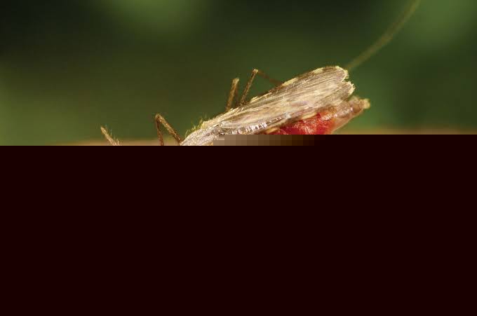 Ghana’s climate future brings less malaria but more deadly heat, new research shows