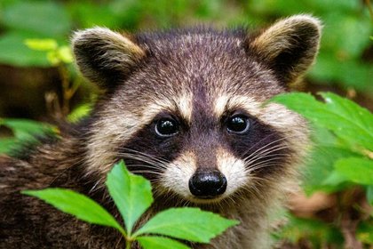 Raccoons break into liquor stores, scale skyscrapers and pick locks – studying their clever brains can clarify human intelligence, too