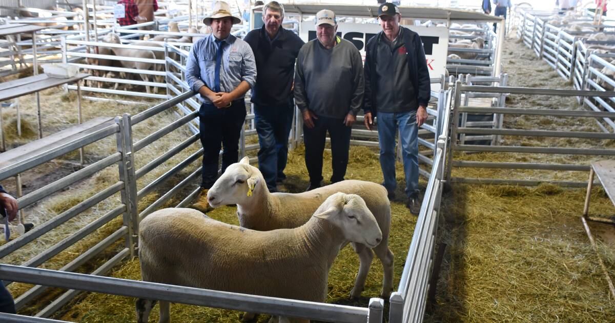 Lamb price record-setting clients secure the top rams at Kismet ram sale