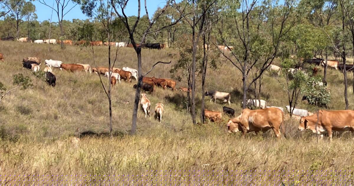 Quality breeding and backgrounding country for 2460 breeders plus followers