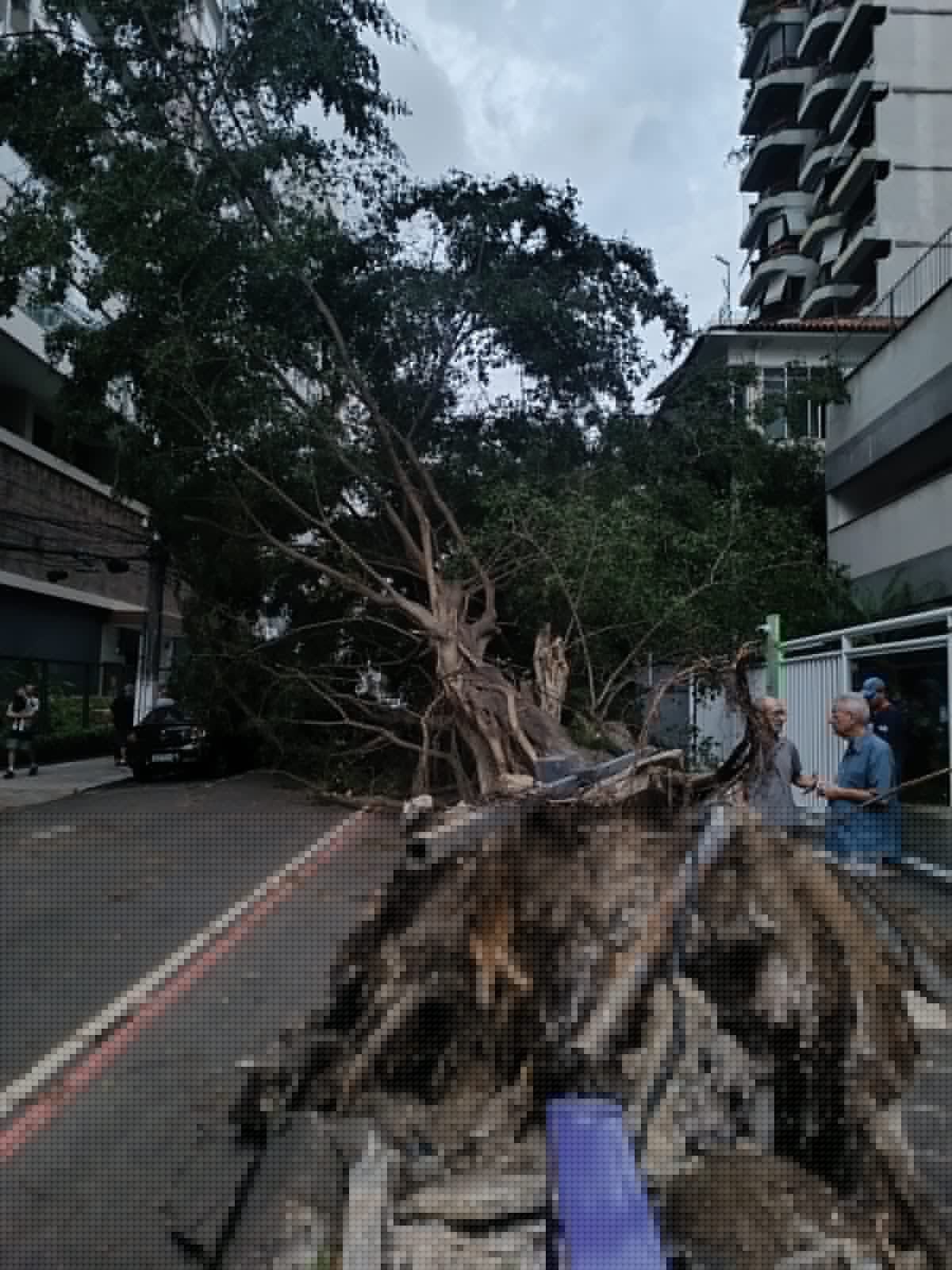 Ventos fortes causam queda de árvore sobre carros e desabamento de posto em Niterói; cidade está em alerta