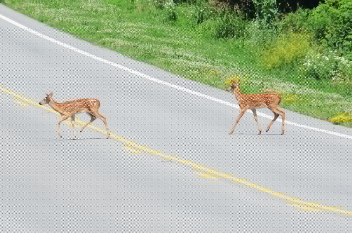 Deer And Moose Collisions In Massachusetts, What To Know