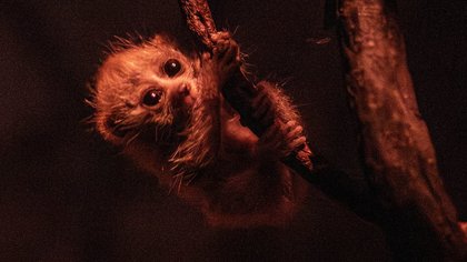 Move aside, Moo Deng! Adorable baby pygmy slow loris is the latest internet sensation - as one enamoured fan jokes it's 'basically 50% eyeballs'