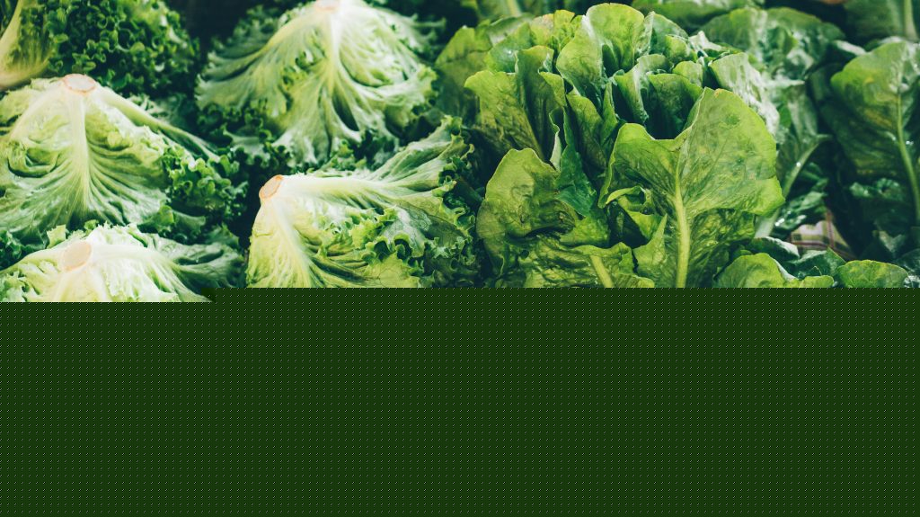 Michigan health officials say people can resume regular lettuce-eating habits as new cases of cyclosporiasis slow