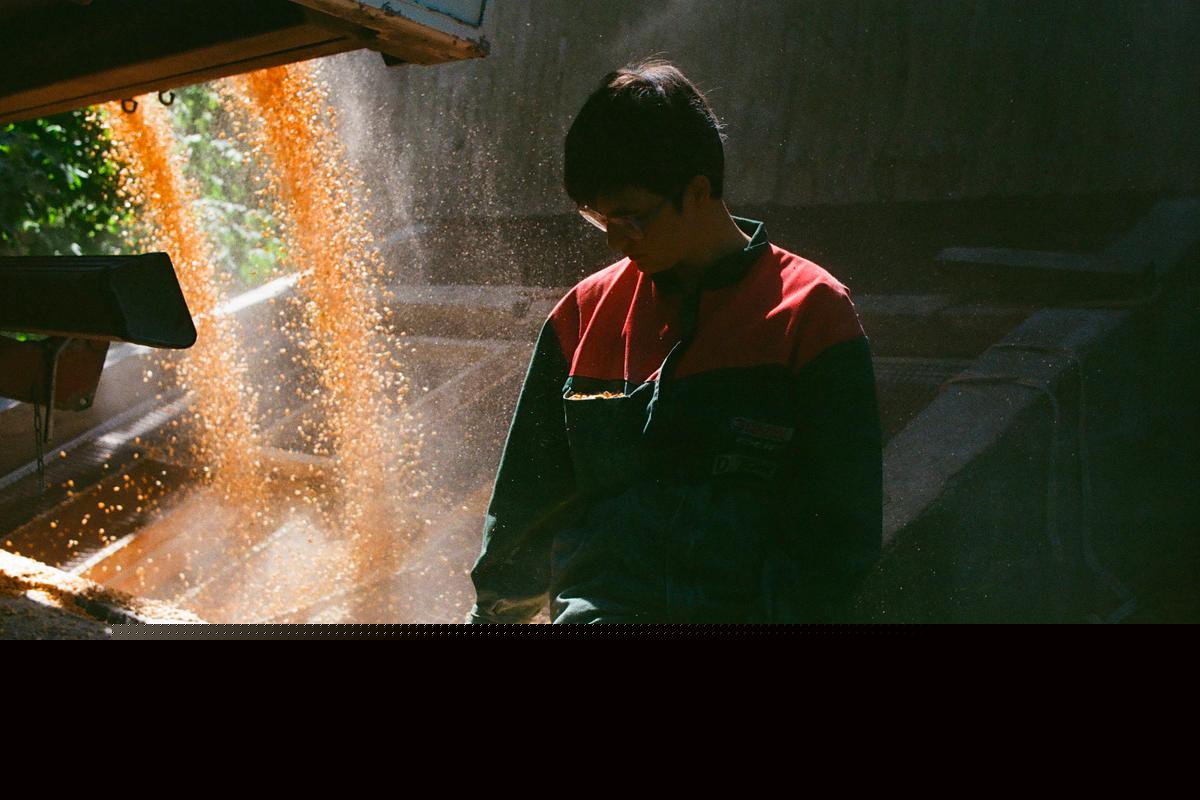 « Élever au grain » : une histoire de famille face à la crise agricole