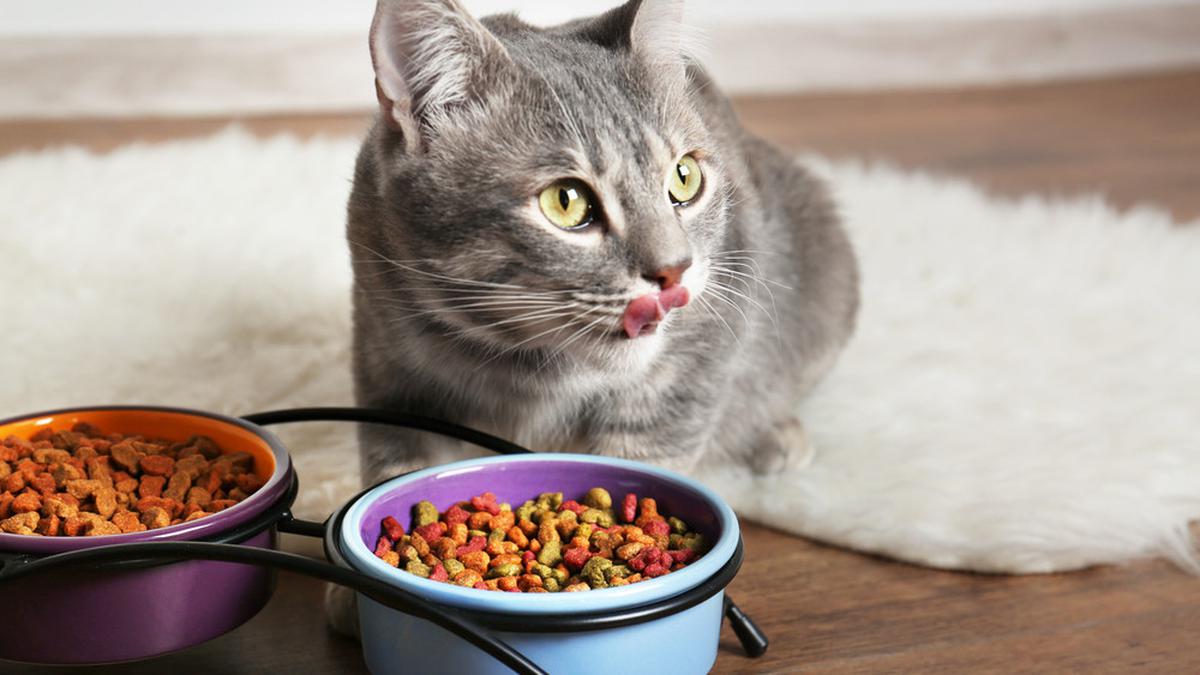 Cara Mengatasi Makanan Kucing yang Melempem dan Menyimpannya agar Awet