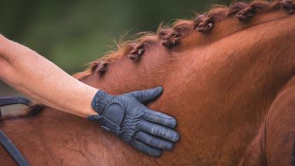 Showing the public – and ourselves – that horses can enjoy their sport