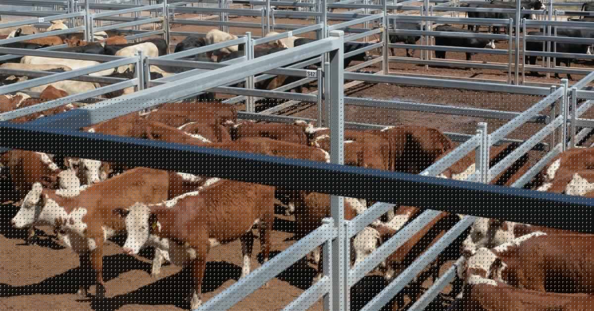 Albury cattle transporters to face court over $300,000 in redundancy pay