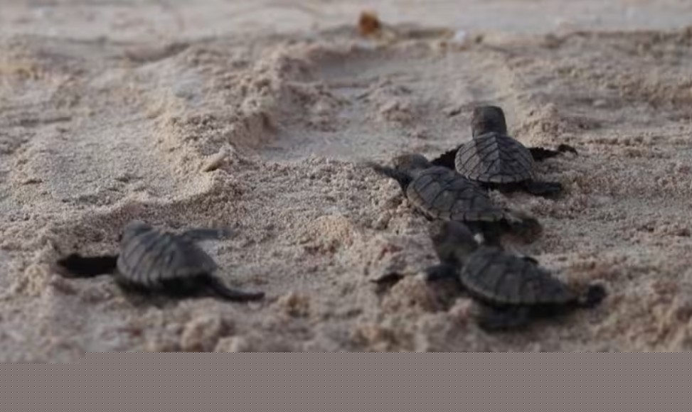 13 Sea Turtle Hatchlings Killed in Sisal, Suspected Feral Dog Attack Reported