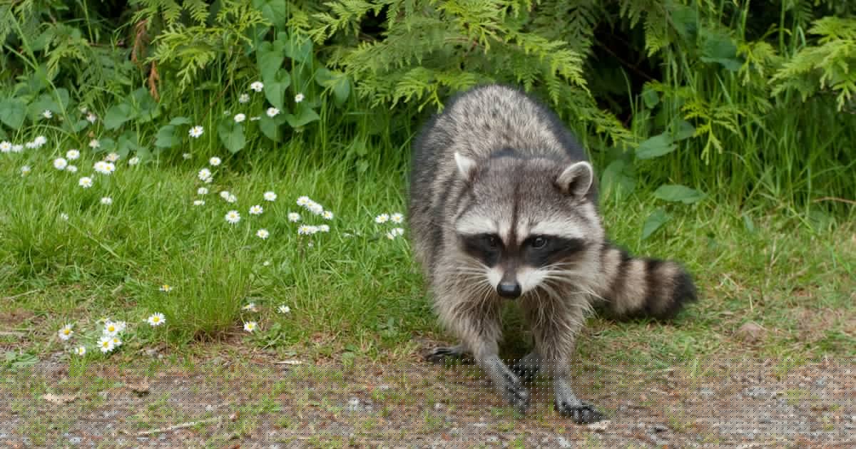 South Jersey man bitten by rabid raccoon; health officials advise people to avoid wild animals
