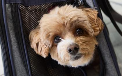 Virgin Australia becomes first Australian carrier to allow pets on flights