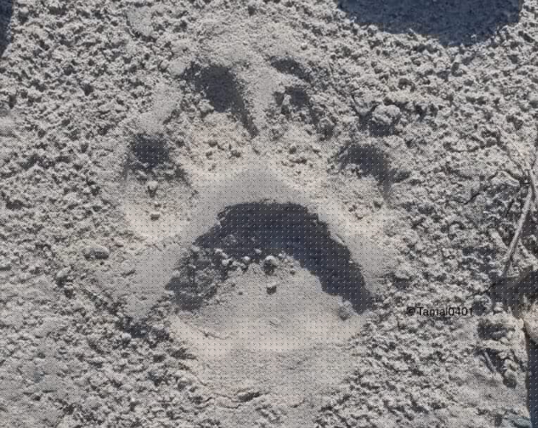 Are tigers returning to Buxa reserve?