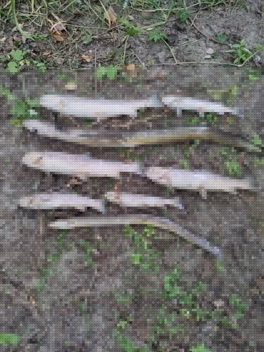 More than 500 fish found dead in River Tolka as investigation continues