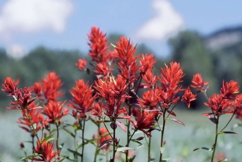 SCLT Discovery Session Explores Native Landscaping
