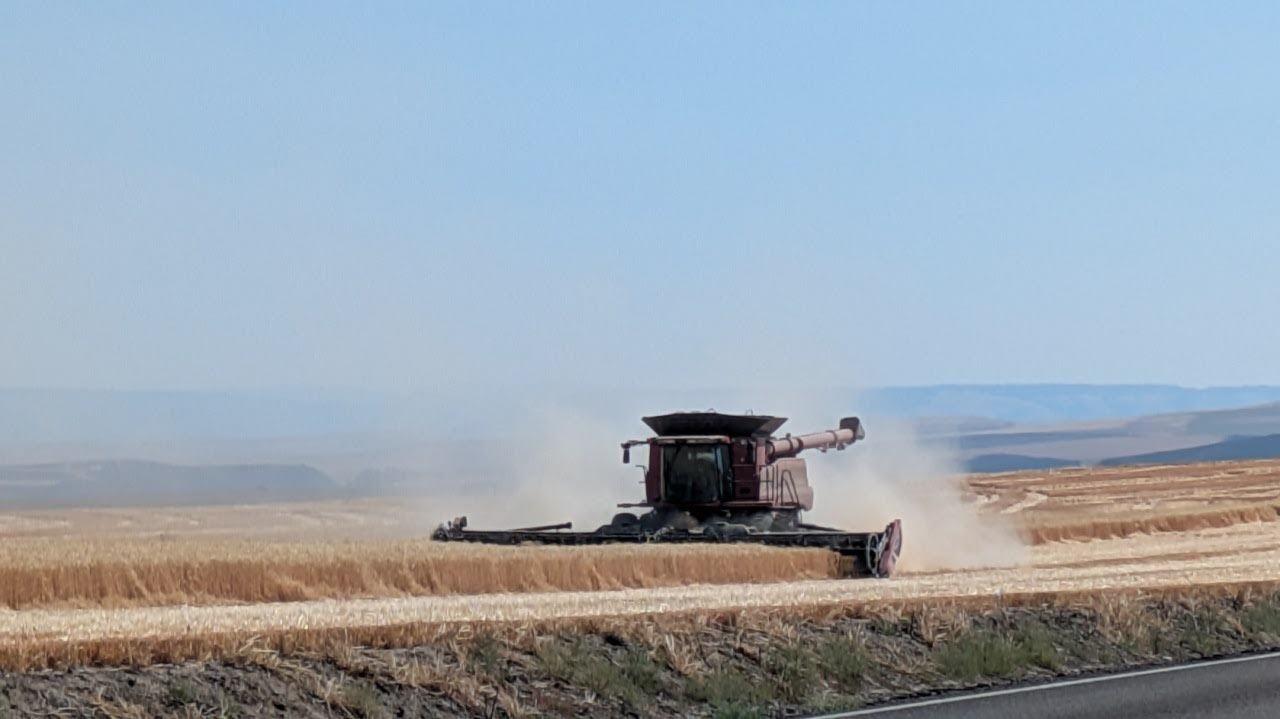 Wheat crop defies deepening drought in Umatilla, Morrow counties