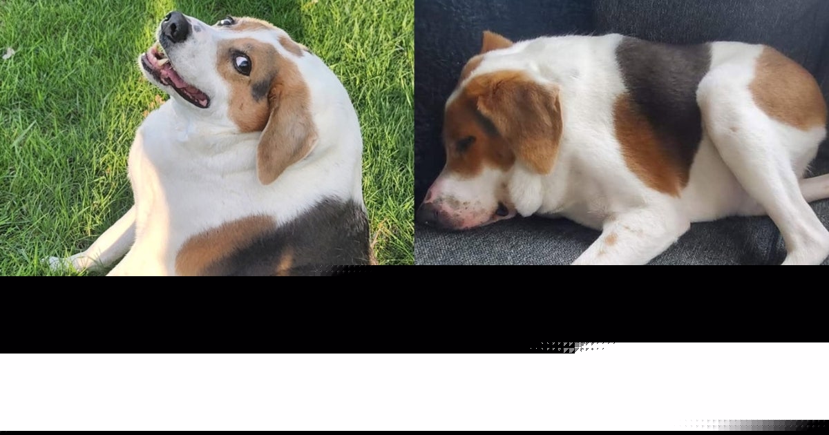Move over Jimothy: Dog with same short spine syndrome as raccoon melts hearts on internet